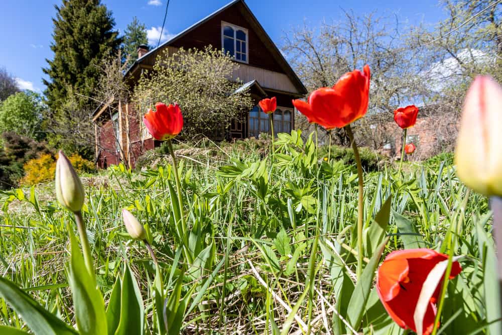 Tulipes rouges épanouies au premier plan d'un jardin sauvage devant une maison de campagne en bois.